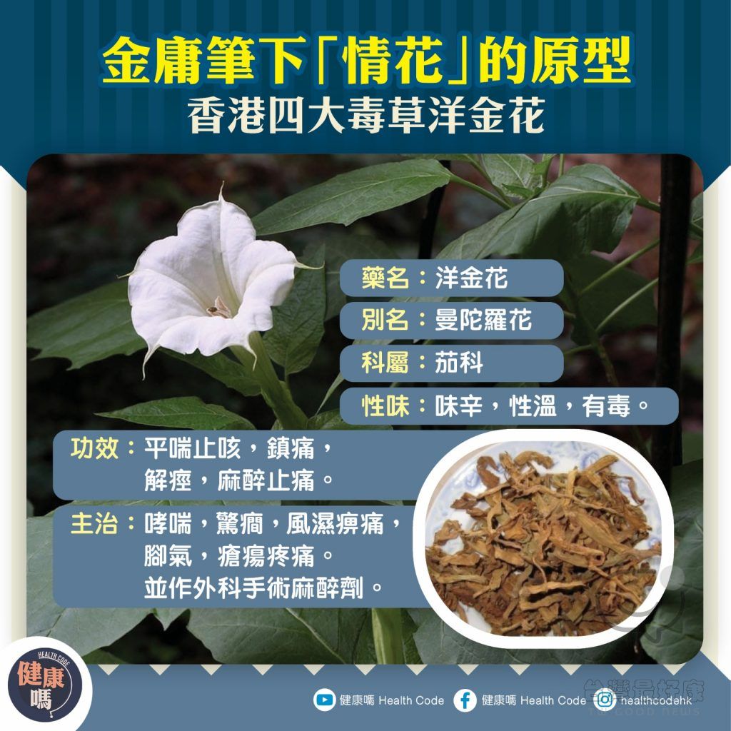 金庸小說筆下的「情花」 四大毒草洋金花